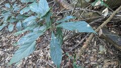 Meliosma callicarpifolia