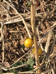 Solanum carolinense