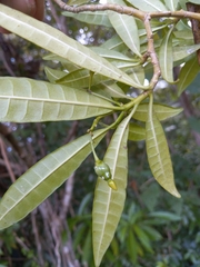 Tabernaemontana citrifolia