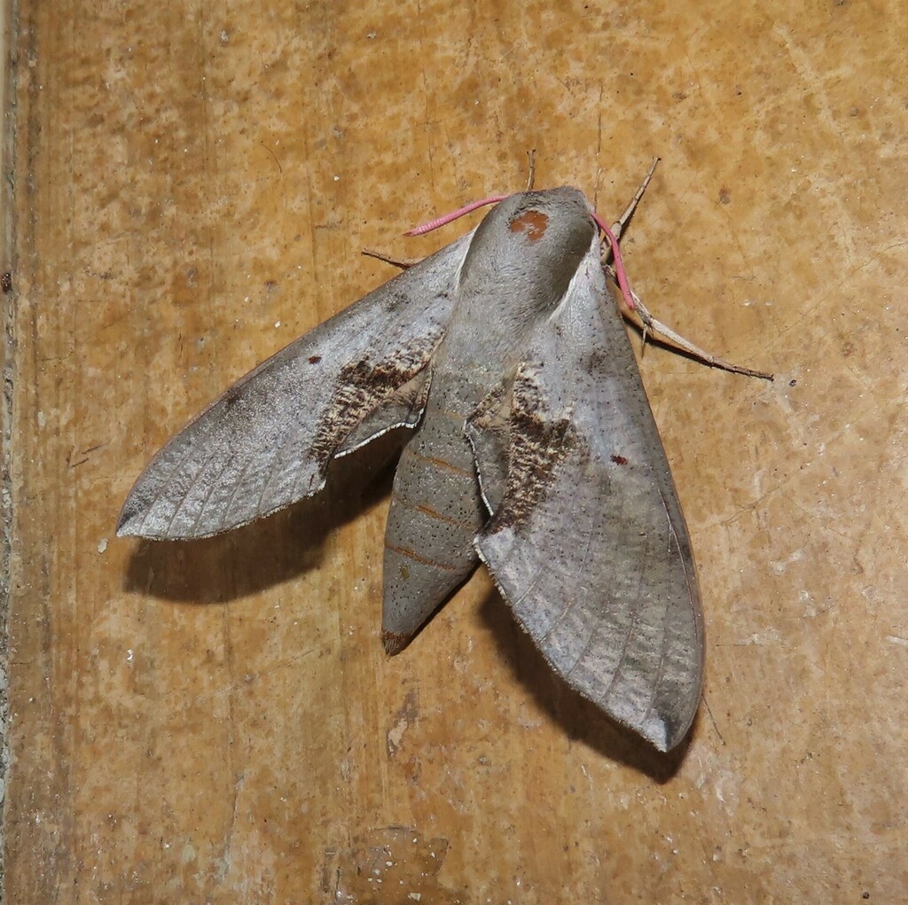 Grey Hawk