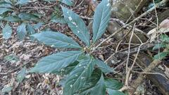 Meliosma callicarpifolia