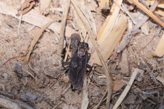 Mydidae