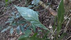 Meliosma callicarpifolia