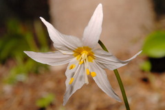Erythronium montanum