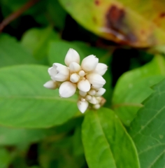 Persicaria chinensis