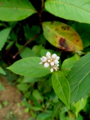 Persicaria chinensis