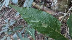 Meliosma callicarpifolia