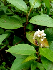 Persicaria chinensis