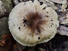 Russula pectinatoides