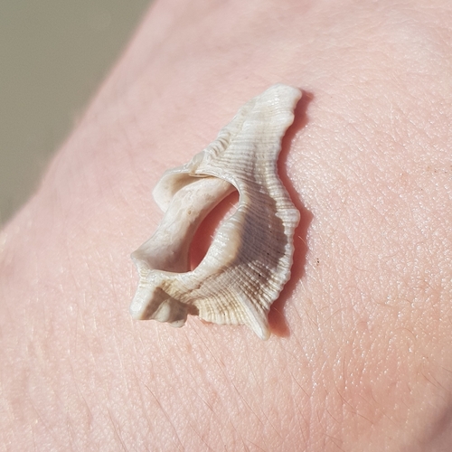 Siratus senegalensis