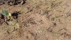 Eragrostis echinochloidea