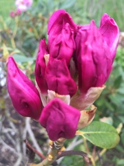 Rhododendron catawbiense
