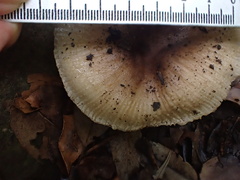 Russula pectinatoides