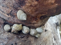 Cenchritis muricatus