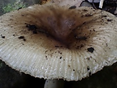 Russula pectinatoides