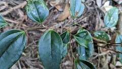 Smilax nantoensis