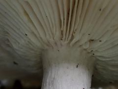Russula pectinatoides