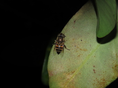 Eristalinus taeniops