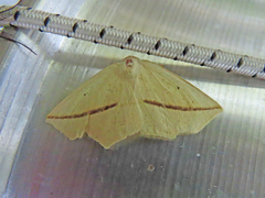 Tetracis crocallata