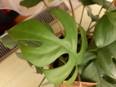 Monstera minima