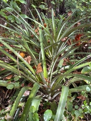 Bromelia