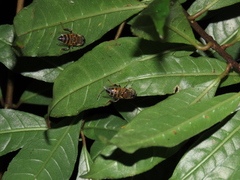 Eristalinus taeniops