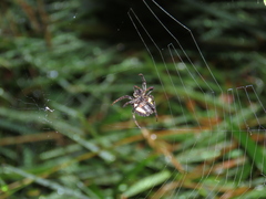 Araneus granadensis