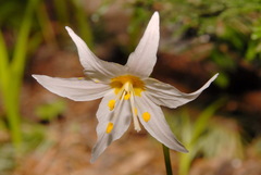 Erythronium montanum