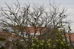 Passer domesticus balearoibericus