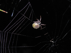 Araneus granadensis
