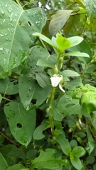 Pombalia calceolaria