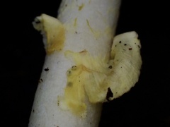 Amanita flavella