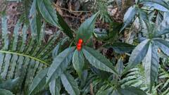 Sarcandra glabra