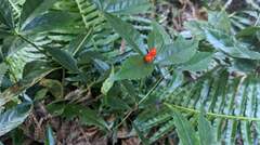 Sarcandra glabra