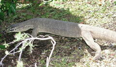 Varanus panoptes panoptes