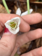 Galanthus elwesii
