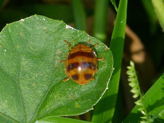 Epilachna discincta