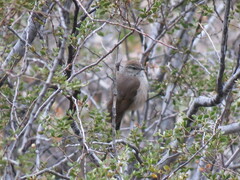 Leptasthenura aegithaloides