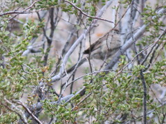 Leptasthenura aegithaloides