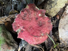 Suillus asiaticus