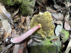 Suillus asiaticus