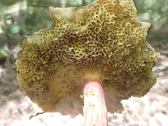Suillus asiaticus