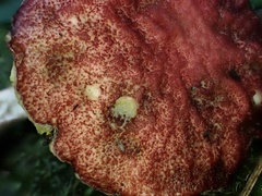 Suillus asiaticus