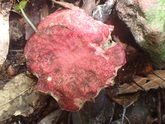 Suillus asiaticus