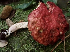 Suillus asiaticus