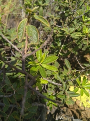 Diospyros lycioides