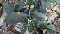 Ilex ficoidea