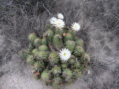 Trichocereus candicans