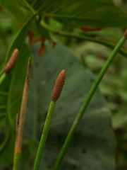 Eleocharis elegans
