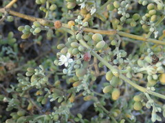 Tetraena fontanesii